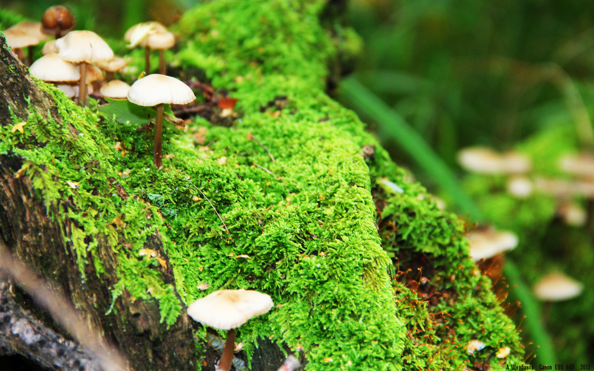 jiuyou-生力啤酒人赛季目标明确，生力啤酒口感怎么样