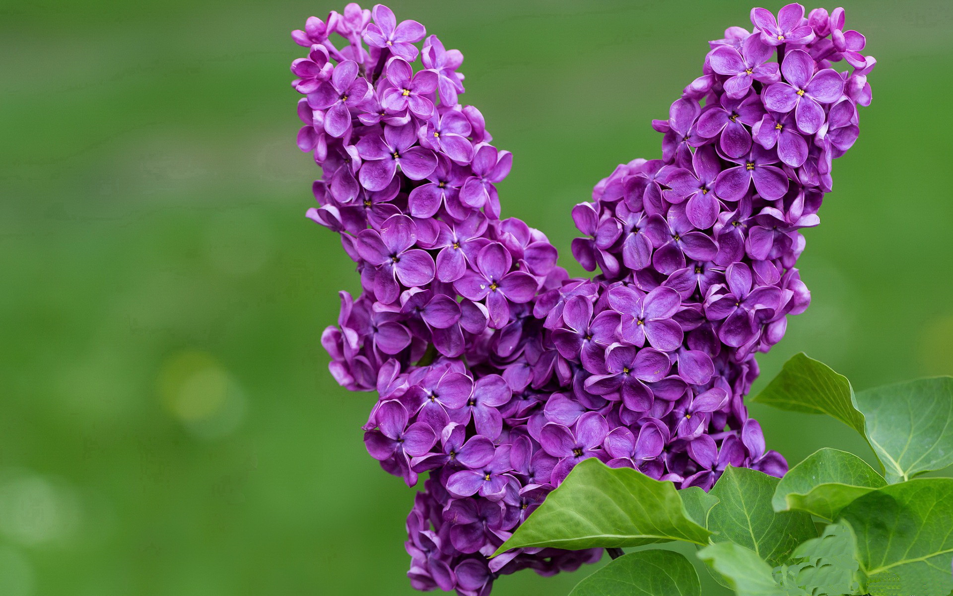 九游体育网站-科里·简：全黑队进攻的速度火车头，为球队带来更多进攻机会，科内利斯